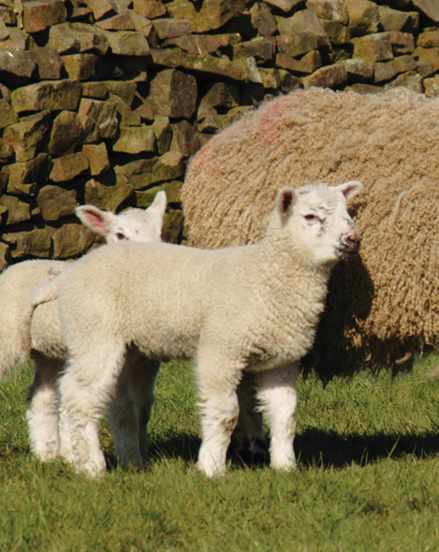 MASHAM Re-sized