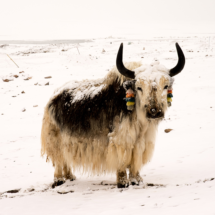 Yak Lifestyle